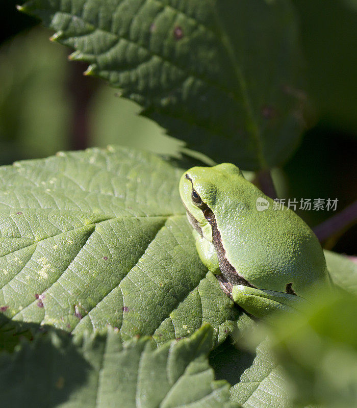 树蛙(Hyla arborea)